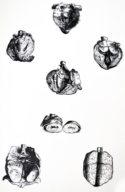 De platen uit het zesde boek van de De Humani Corporis Fabrica door Andreas Vesalius