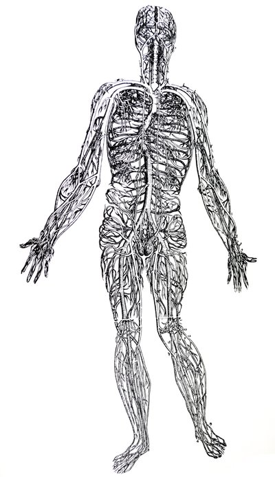 De Platen uit het Derde Boek van de De Humani Corporis Fabrica door Andreas Vesalius