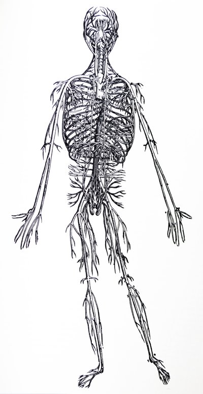 De Platen uit het Derde Boek van de De Humani Corporis Fabrica door Andreas Vesalius