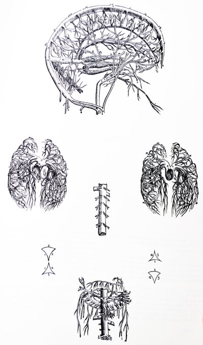 De Platen uit het Derde Boek van de De Humani Corporis Fabrica door Andreas Vesalius