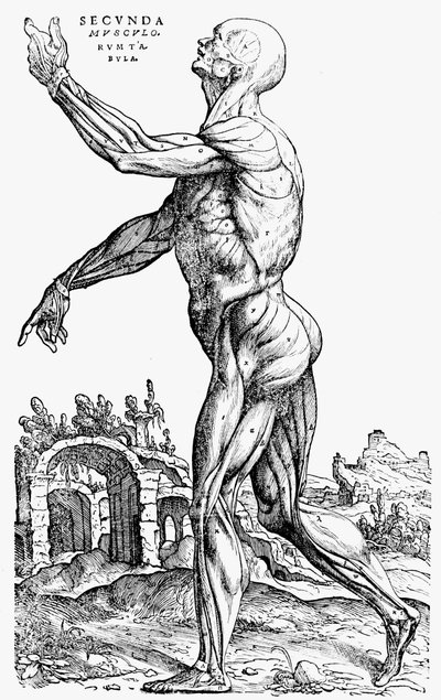 De tweede plaat van de spieren, uit Boek II van De humani corporis fabrica door Andreas Vesalius