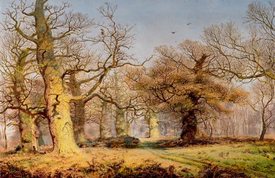 Eikenbomen in Sherwood Forest door Andrew MacCallum