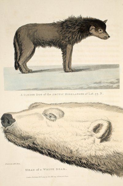 Een sledehond van de Arctische Hooglander en het hoofd van een witte beer, illustratie uit 