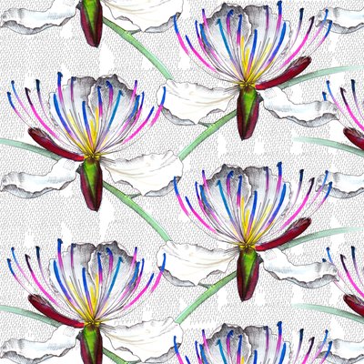 Kappertjesbloemen, 2017 door Andrew Watson