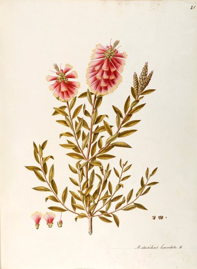 Karmozijnrode flesborstel (Callistemon citrinus Stapf), Myrtaceae, struik met blijvende bladeren, inheems in Australië door Angela Rossi Bottione