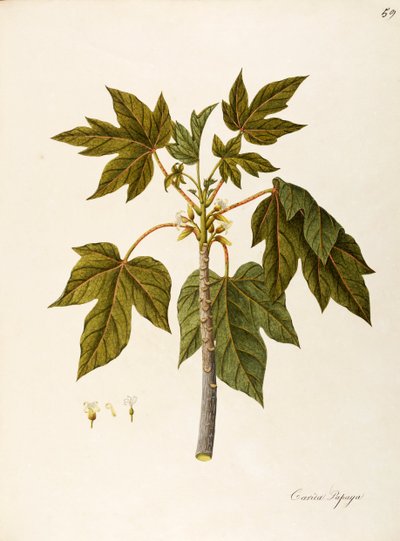 Papaja (Carica papaya), Caricaceae, warm kasboom met blijvende bladeren, gekweekt voor zijn vrucht, afkomstig uit tropisch Amerika door Angela Rossi Bottione