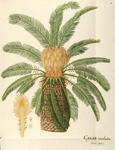 Sagopalm (Cycas revoluta Thunb), Cycadaceae door Angela Rossi Bottione