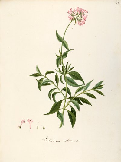 Valeriaan, Rode Valeriaan (Centranthus ruber), Kruidachtige vaste plant voor bloembedden of rotstuinen, spontaan in Italië door Angela Rossi Bottione