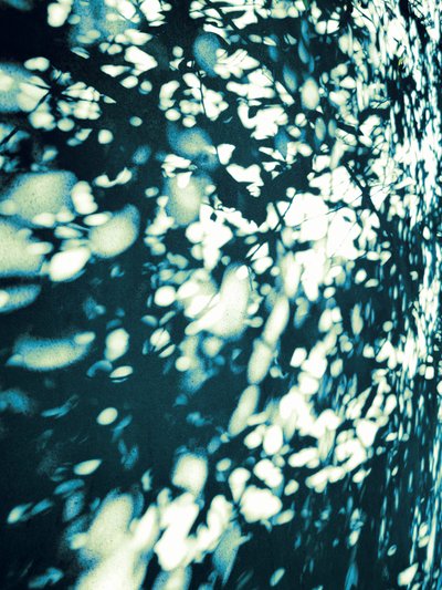 Abstracte bladschaduwen door Angelo Cerantola