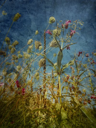 Wild Field Blues door Angelo Cerantola