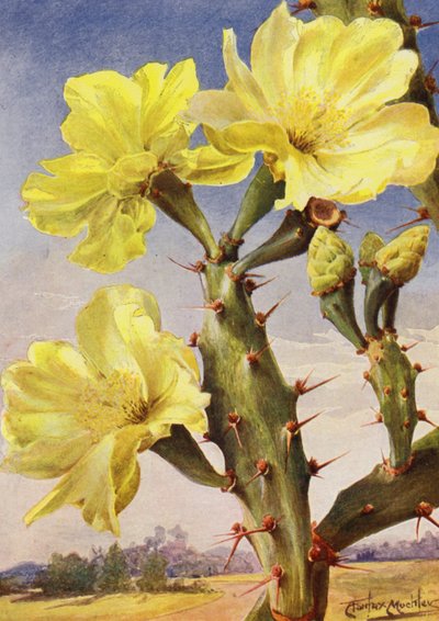 Een mooie vertegenwoordiger van de Stekelige Peer Cactus, Opontia Dillenii door Angelo Fairfax Muckley