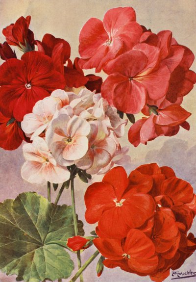 Prachtige moderne geraniums, Zonal Pelargoniums door Angelo Fairfax Muckley