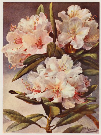 Rhododendron Rosa Mundi door Angelo Fairfax Muckley