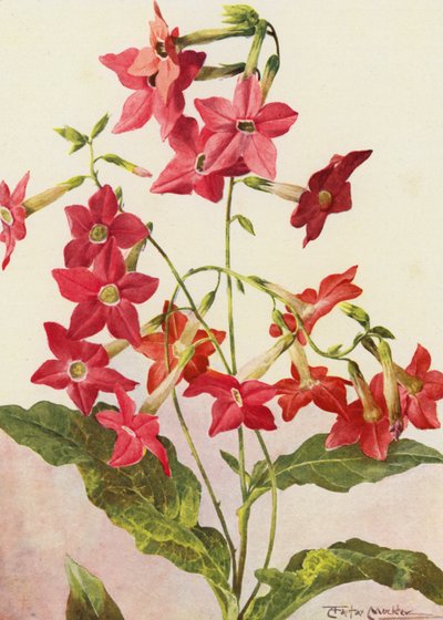 De mooie tabaksplant Nicotiana Sanderae door Angelo Fairfax Muckley