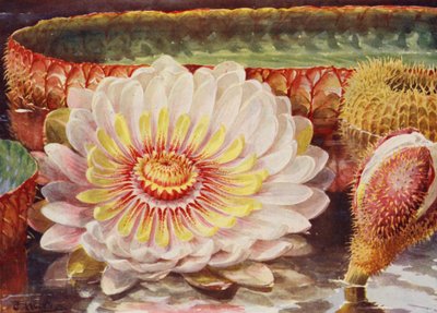 Victoria Regia, de edelste van alle waterplanten door Angelo Fairfax Muckley