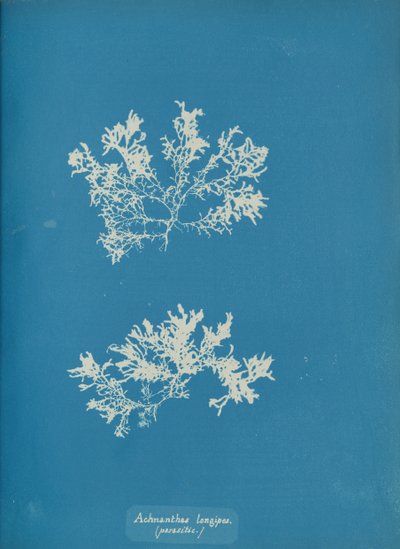 Achnanthes longipes, parasitair, ca. 1853 door Anna Atkins