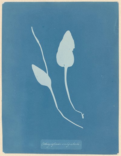 Addertong door Anna Atkins