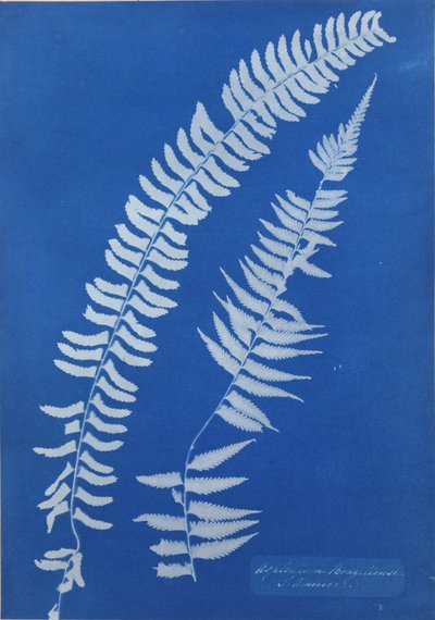 Asplenium Braziliense, Zuid-Amerika door Anna Atkins