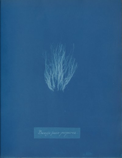 Bangia fusco-purpurea, ca. 1853 door Anna Atkins