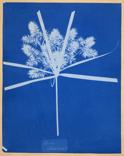 Carix (Amerika) door Anna Atkins