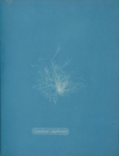Ceramium diaphanum, ca. 1853 door Anna Atkins