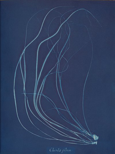 Chorda filum, ca. 1853 door Anna Atkins