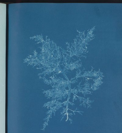 Chylocladia kaliformis door Anna Atkins