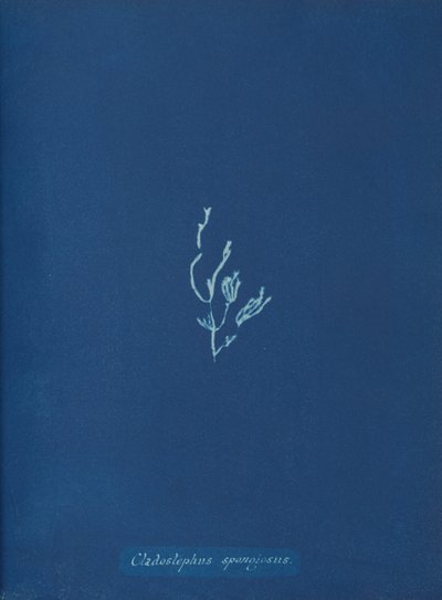 Cladostephus spongiosus door Anna Atkins