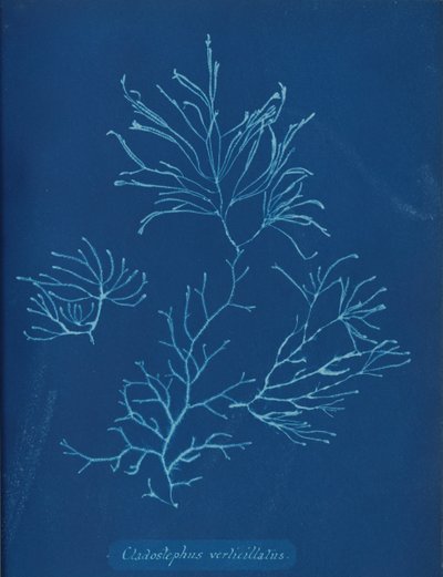 Cladostephus verticillatus door Anna Atkins