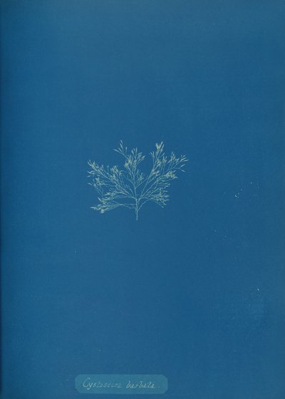 Cystoseira barbata, ca. 1853 door Anna Atkins