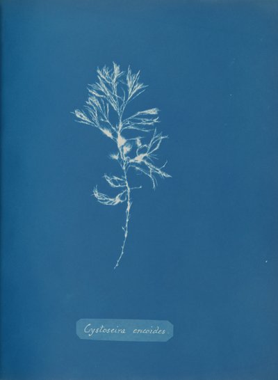 Cystoseira ericoides door Anna Atkins