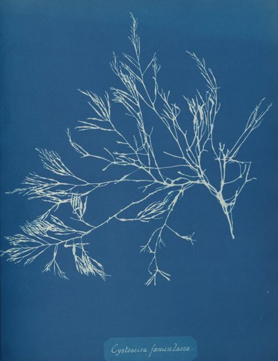 Cystoseira fæniculacea door Anna Atkins