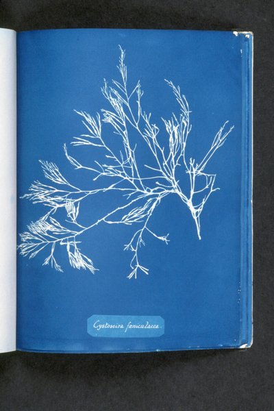 Cystoseira foeniculacea, uit 