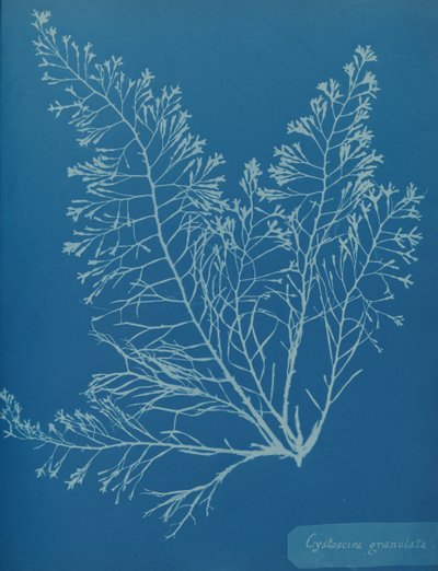 Cystoseira granulata, ca. 1853 door Anna Atkins