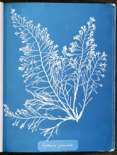 Cystoseira granulata, uit "Fotografieën van Britse algen: Cyanotype-impressies", gepubliceerd 1843-53 door Anna Atkins