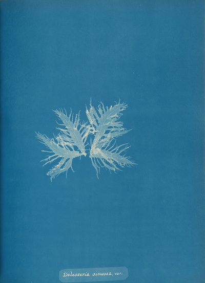Delesseria sinvosa, var., ca. 1853 door Anna Atkins