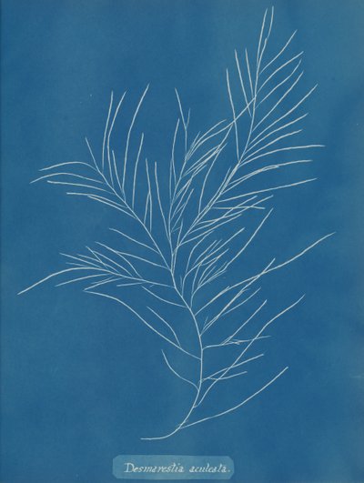 Desmarestia aculeata, ca. 1853 door Anna Atkins