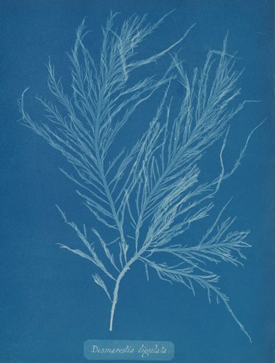Desmarestia liqulata, ca. 1853 door Anna Atkins