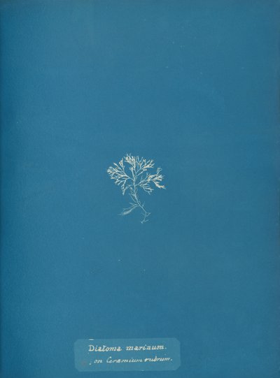 Diatoma marinum op Ceramium rubrum door Anna Atkins