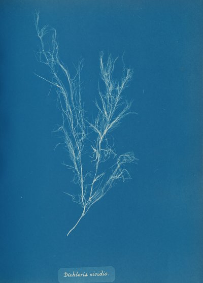 Dichloria viridis, ca. 1853 door Anna Atkins