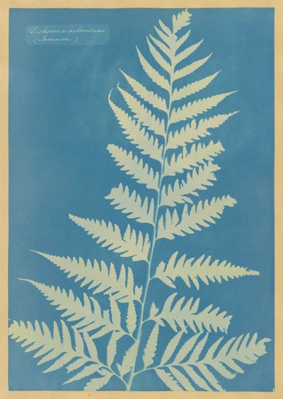 Dichsonia arborescens, Jamaica door Anna Atkins