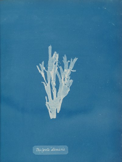 Dictyota atomaria, ca. 1853 door Anna Atkins