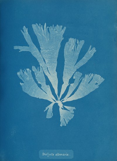 Dictyota atomaria, ca. 1853 door Anna Atkins