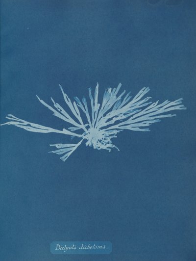 Dictyota dichotoma, ca. 1853 door Anna Atkins