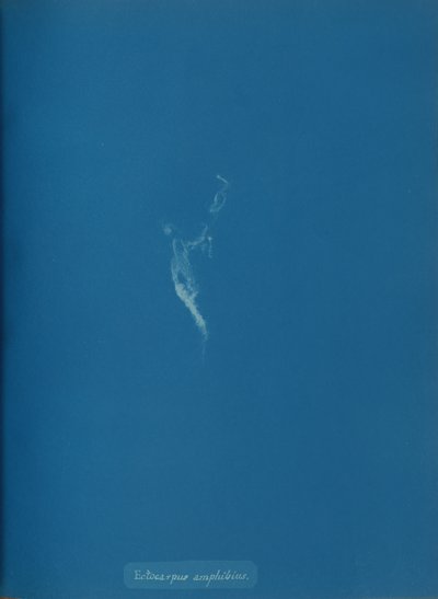Ectocarpus amphibius, ca. 1853 door Anna Atkins