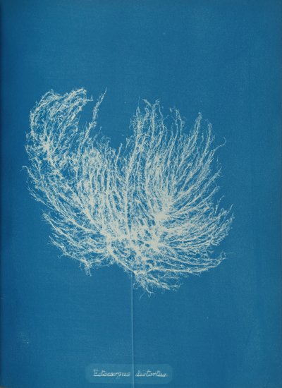 Ectocarpus distantus, ca. 1853 door Anna Atkins
