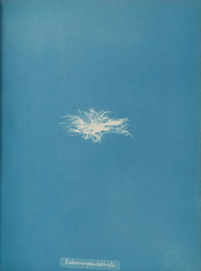 Enteromorpha clathrata door Anna Atkins