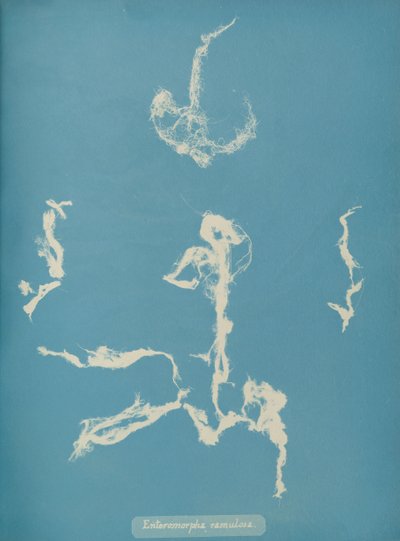 Enteromorpha ramulosa, ca. 1853 door Anna Atkins