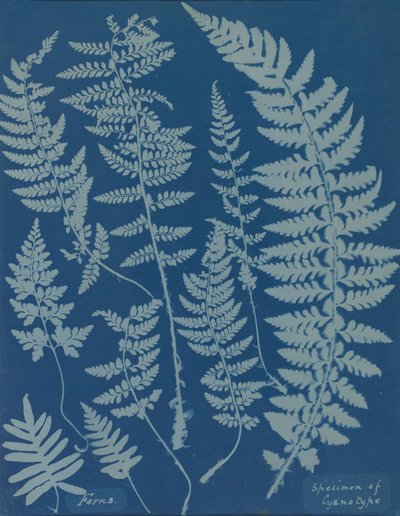 Varens. Specimen van Cyanotype, 1840s door Anna Atkins