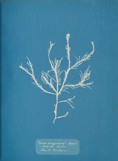 Fucus æruginosus Turner. Med. Zee Sisbon Nieuw voor Groot-Brittannië, ca. 1853 door Anna Atkins